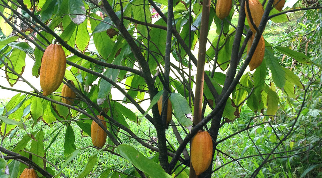 Cacao Trees